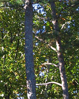 Trees showing light and dark bark